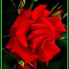 Схема вышивки «роза»