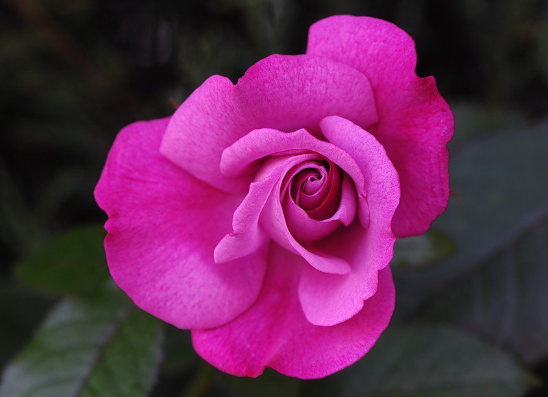 роза - цветы, роза, цветок, розы - оригинал