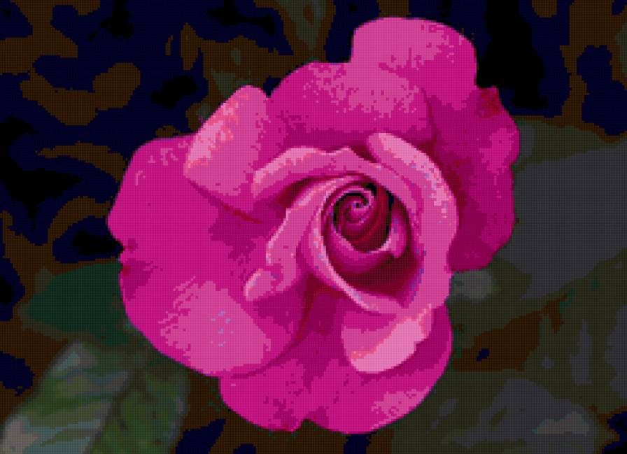 роза - цветы, цветок, роза, розы - предпросмотр