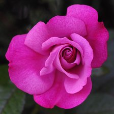 Схема вышивки «роза»