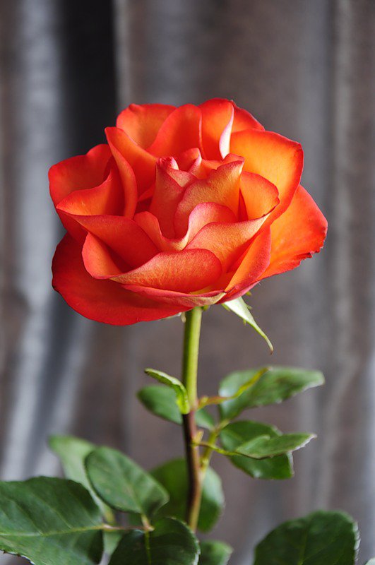 роза - цветы, цветок, роза, розы - оригинал