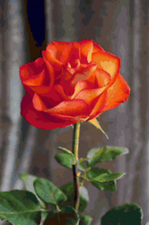 роза - розы, цветы, роза, цветок - предпросмотр