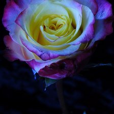 Схема вышивки «роза»