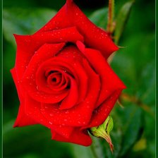 Схема вышивки «роза»