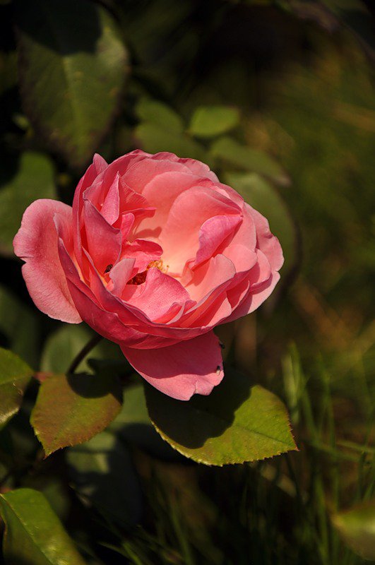 роза - цветы, цветок, роза, розы - оригинал