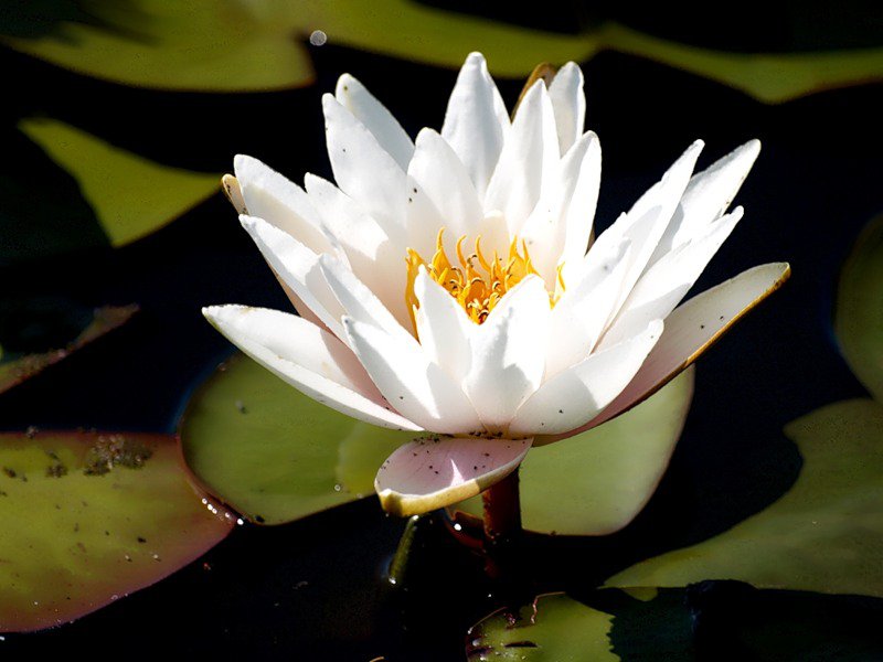 №64481 - цветок, цветы, озеро, лилии - оригинал