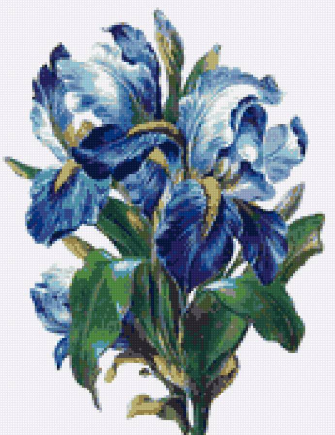 ирисы - цветы, букет, ирис, ирисы, весенние цветы, букеты - предпросмотр