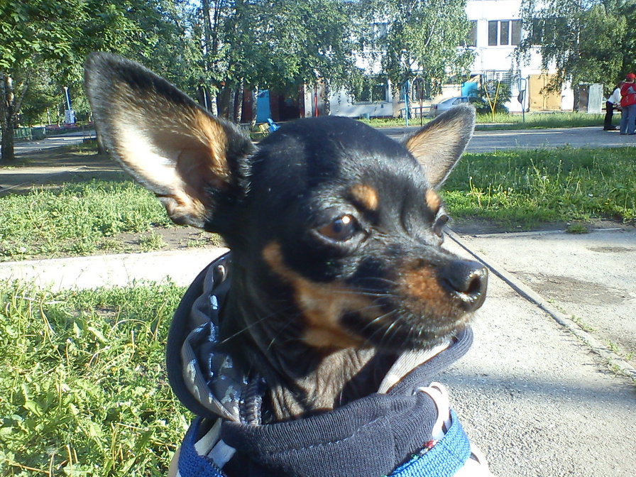 собачка - оригинал