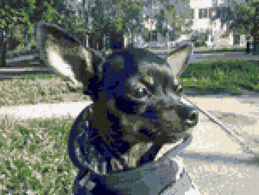 собачка - предпросмотр