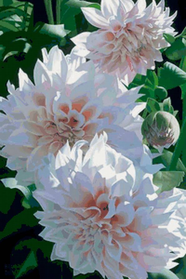 Георгины - природа, цветы - предпросмотр