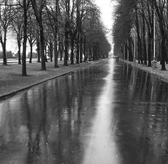 Аллея - черно-белый, деревья - оригинал