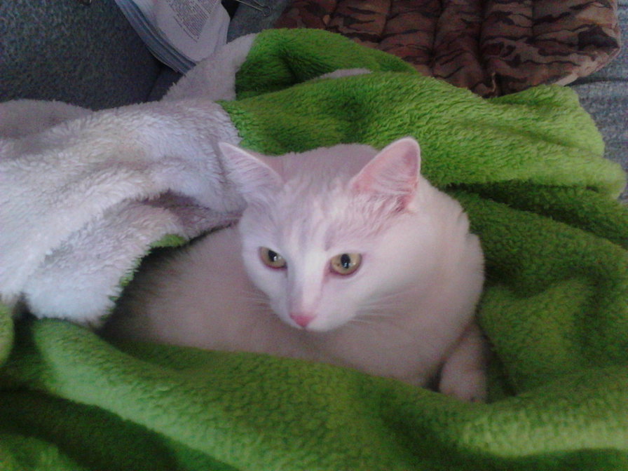 Снежка - белая кошечка - оригинал