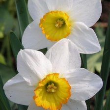 Схема вышивки «Нарцисы»