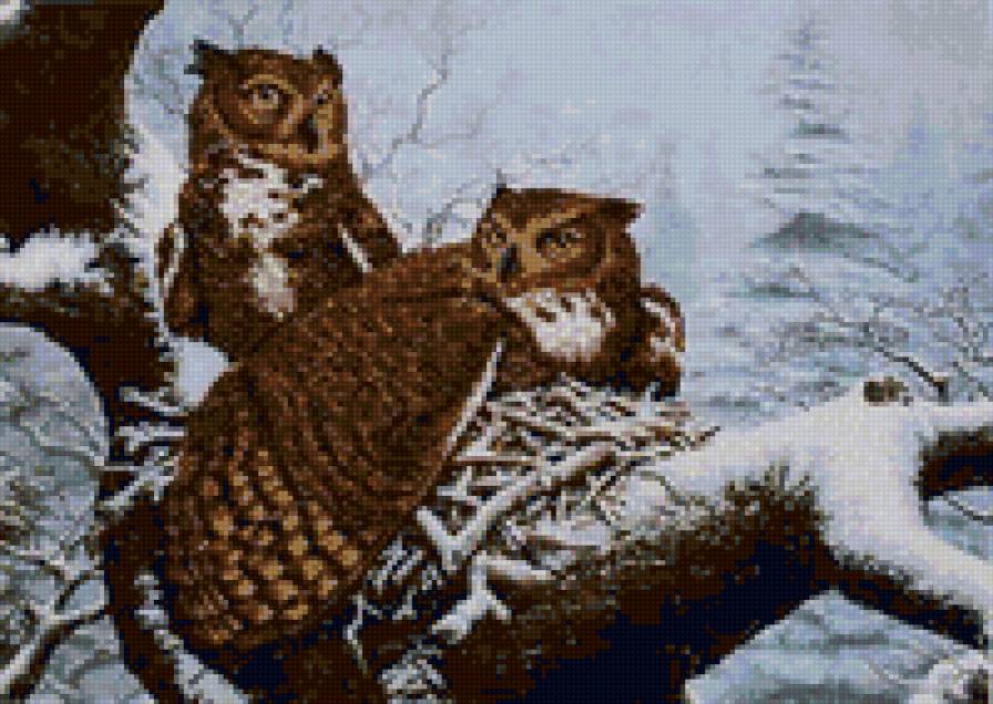 Две совы - хищник, птица, зима, двое, сова - предпросмотр