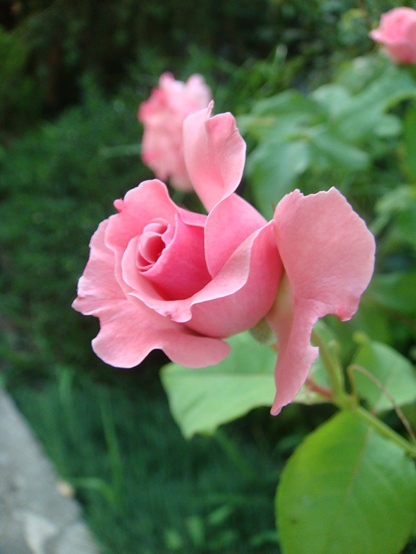 роза - роза, розы, цветок, цветы - оригинал