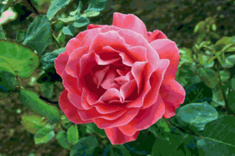 Rose - цветы, природа - предпросмотр