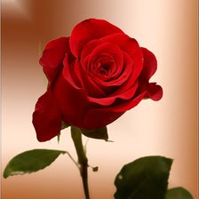 Схема вышивки «роза»