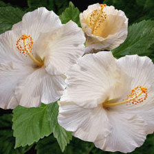 Схема вышивки «Цветы»