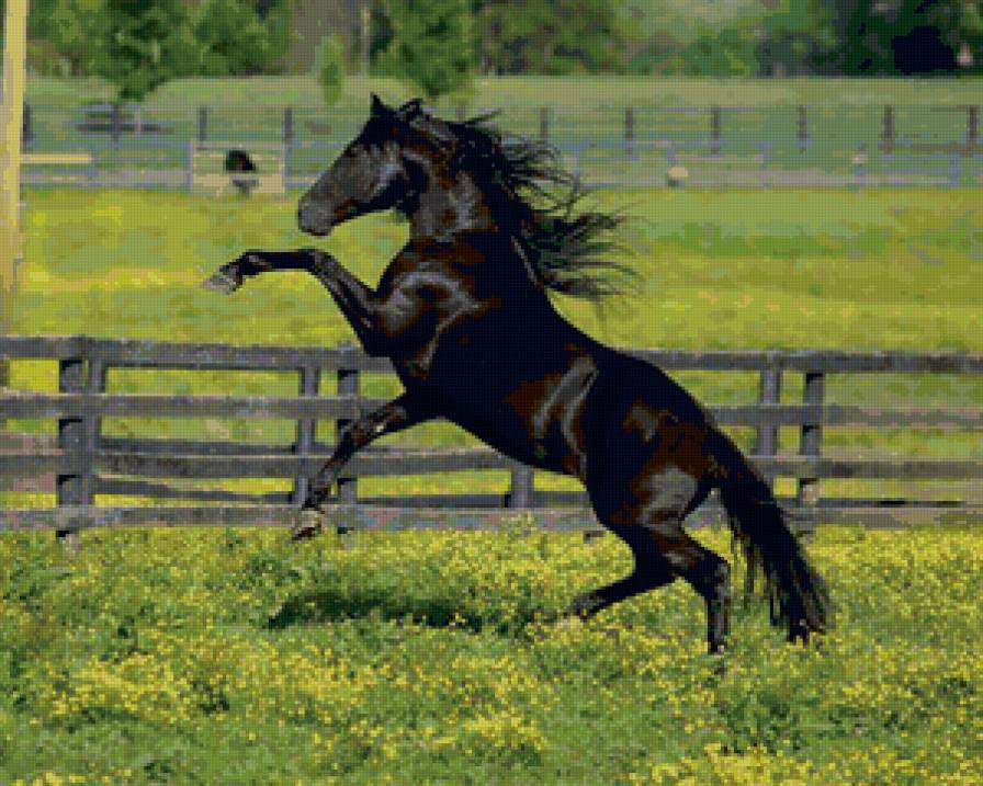 №64869 - пейзаж, кони, животные, лошади, лошадь, конь - предпросмотр