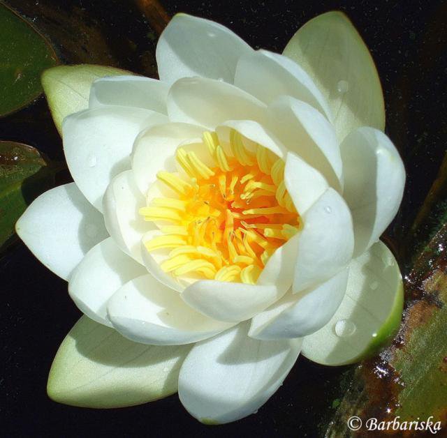 Кувшинка - цветы, природа, вода - оригинал