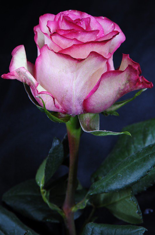 роза - цветок, роза, цветы, розы - оригинал