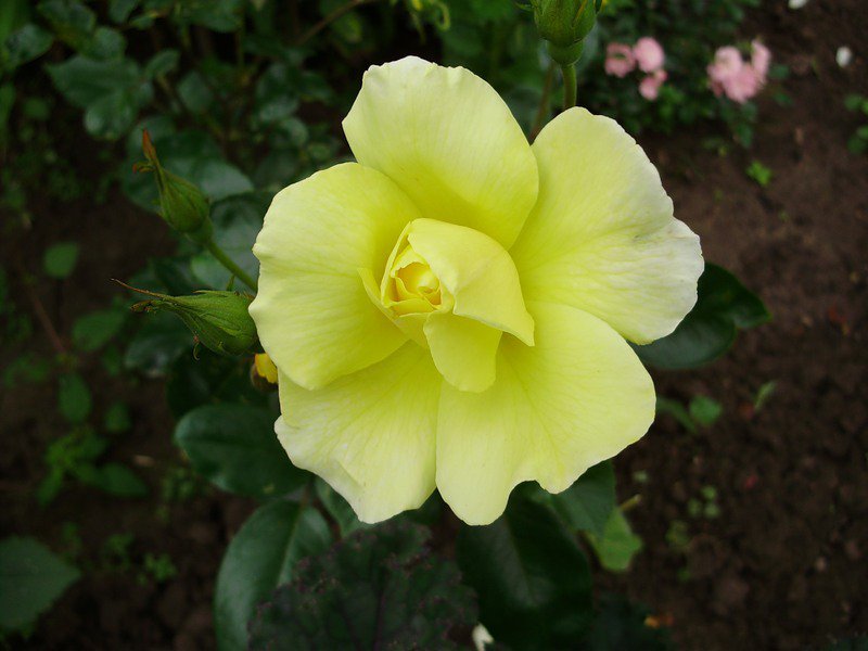 роза - цветок, розы, цветы, роза - оригинал