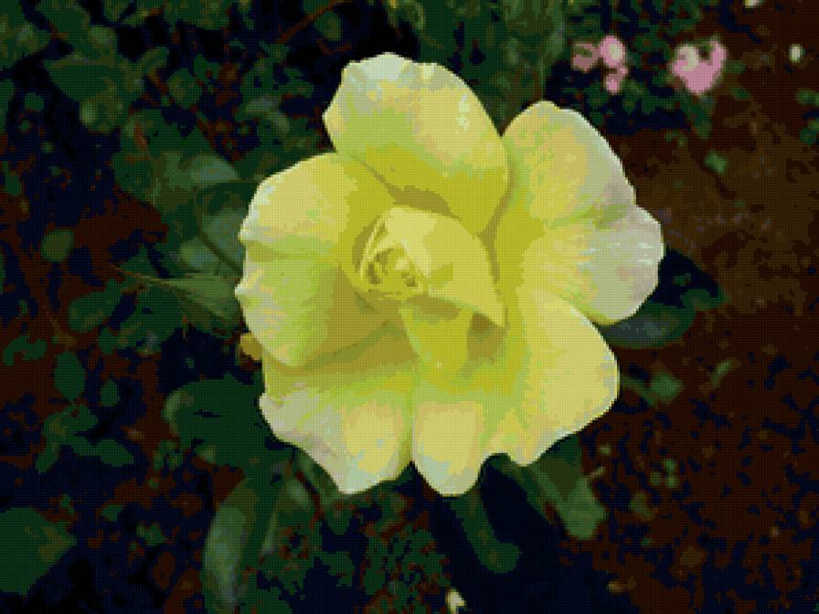 роза - роза, цветок, розы, цветы - предпросмотр