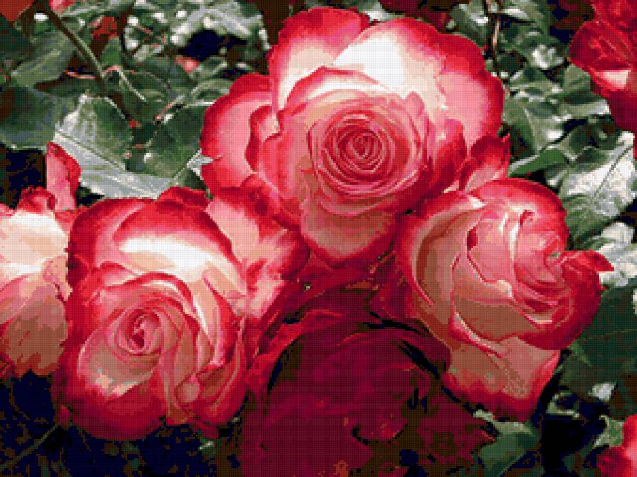 розы - цветы, розы - предпросмотр