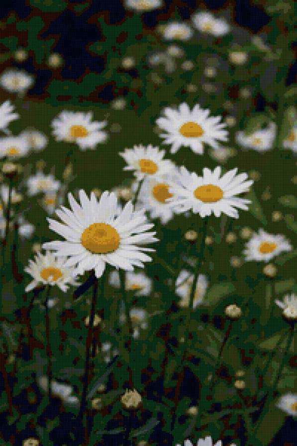 ромашки - цветы, ромашки - предпросмотр
