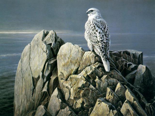 серия Птицы - природа, птицы, животные - оригинал