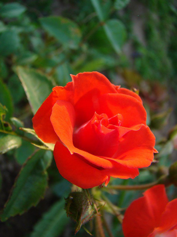 роза - цветок, розы, роза, цветы - оригинал