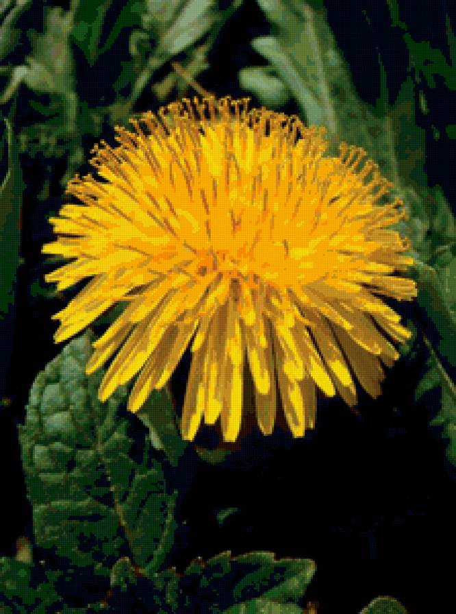 Одуванчик - цветы, природа - предпросмотр