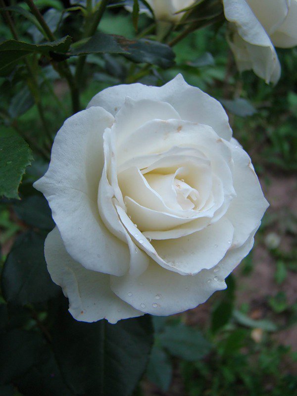 роза - роза, цветы, розы, цветок - оригинал