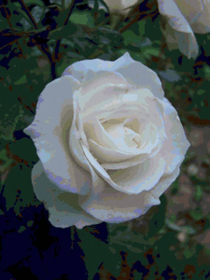 роза - роза, розы, цветок, цветы - предпросмотр