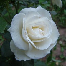 Схема вышивки «роза»