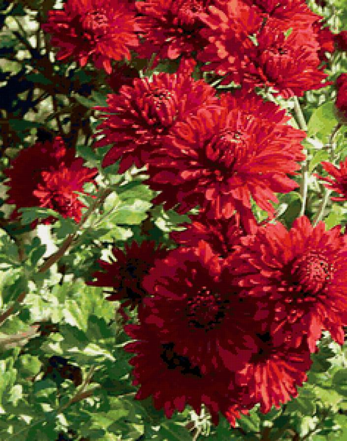 Георгиновый куст - цветы, природа - предпросмотр