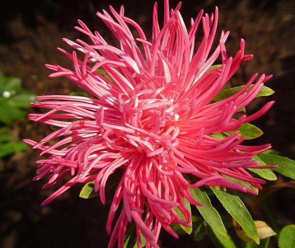 Астра - цветы - оригинал