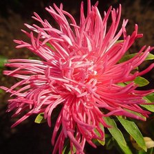 Схема вышивки «Астра»