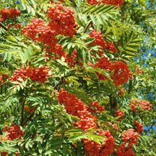 Схема вышивки «Рябина»