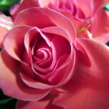 Схема вышивки «роза»