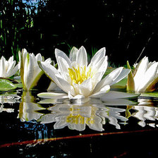 Схема вышивки «водяная царица»