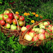 Схема вышивки «яблочки»