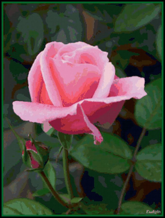 роза - цветы, розы, цветок, роза - предпросмотр