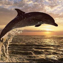 Схема вышивки «Дельфин»