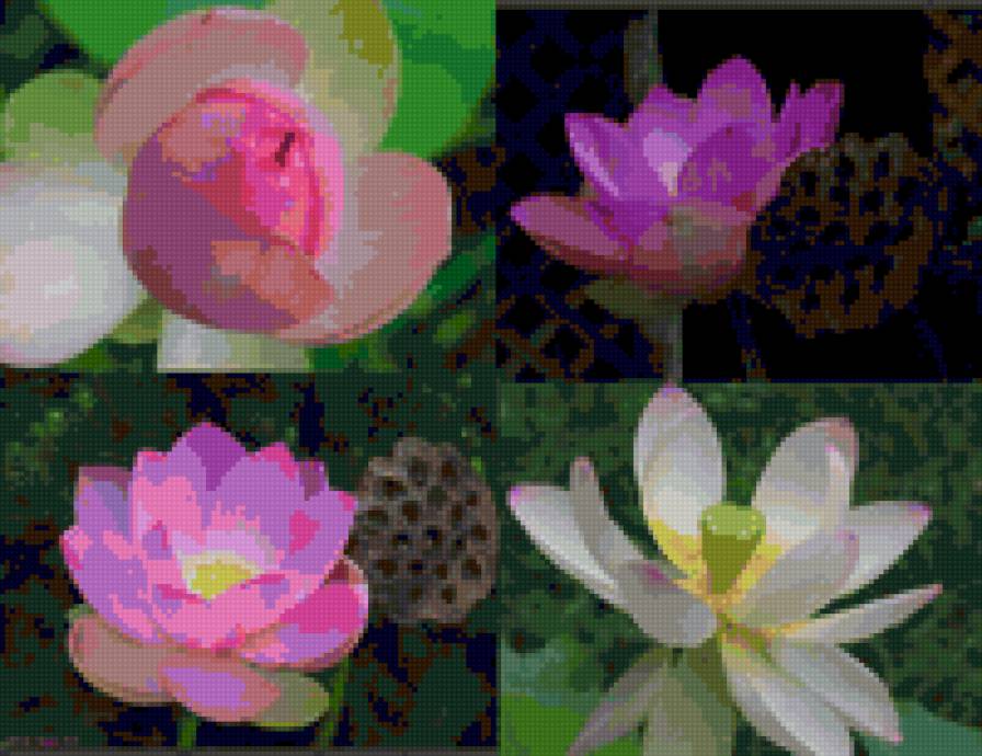 лотосы - предпросмотр