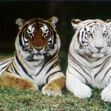 Схема вышивки «Тигры»