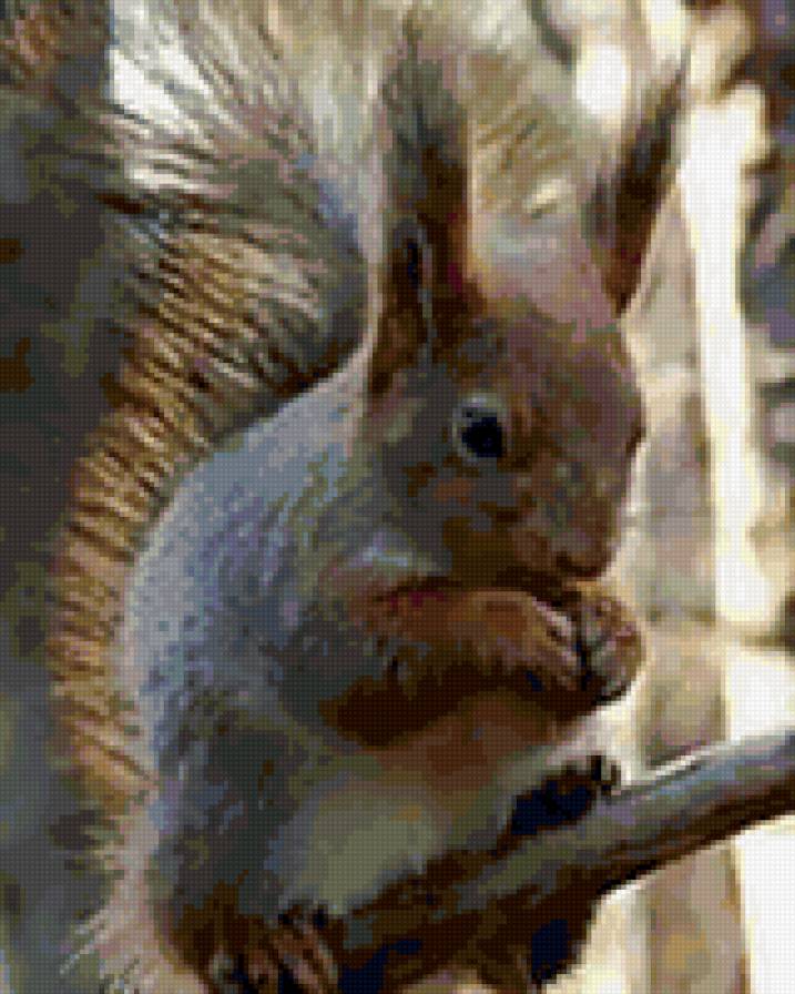 Белочка - животные - предпросмотр