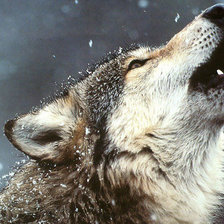 Схема вышивки «Волк»