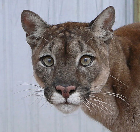 пума - зверь, пума, кошка, портрет, большая, дикая - оригинал