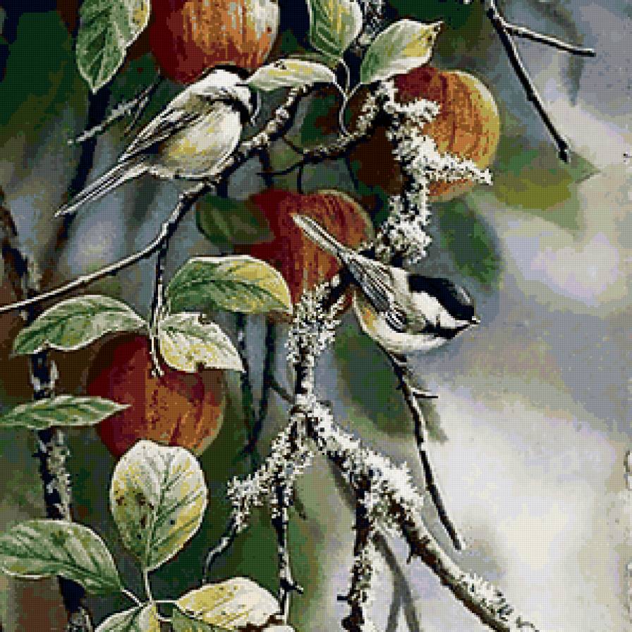 Синичка и яблоки - пушистые птички, яблоки, зима, природа, синичка, синички, птичка - предпросмотр